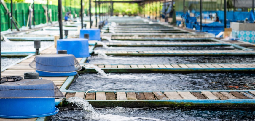 Tecnologia e sustentabilidade: os novos rumos da piscicultura no Brasil